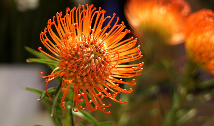 手機(jī)攝影大賽